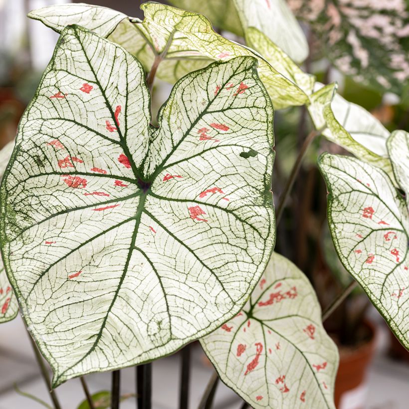 Caladium Strawberry Star - Hart van Jezus (Blad)