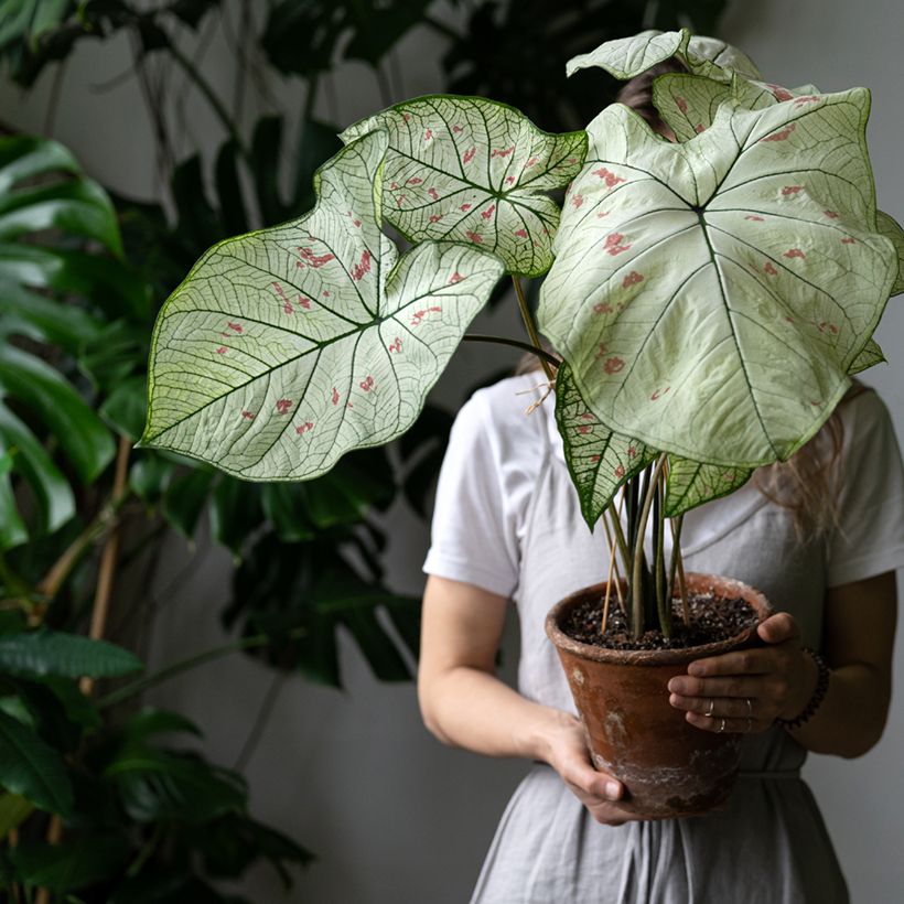 Caladium Strawberry Star - Hart van Jezus (Groeiplaats)