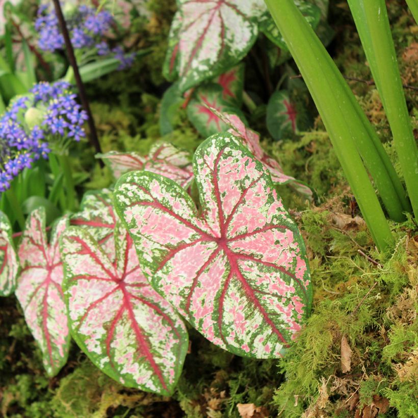 Caladium Tapestry - Hart van Jezus (Groeiplaats)
