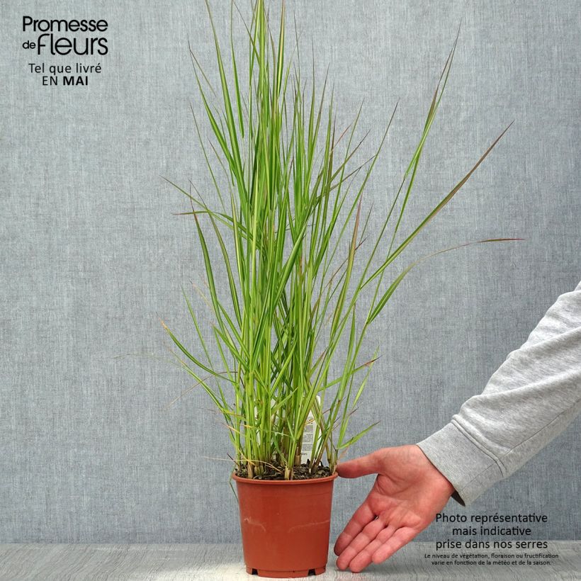 Exemplaar van Calamagrostis acutiflora Avalanche - Struisriet Pot van 1 l/1,5 l zoals geleverd in de lente