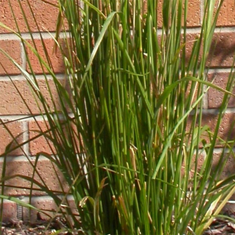 Calamagrostis acutiflora Karl Foerster - Struisriet (Blad)