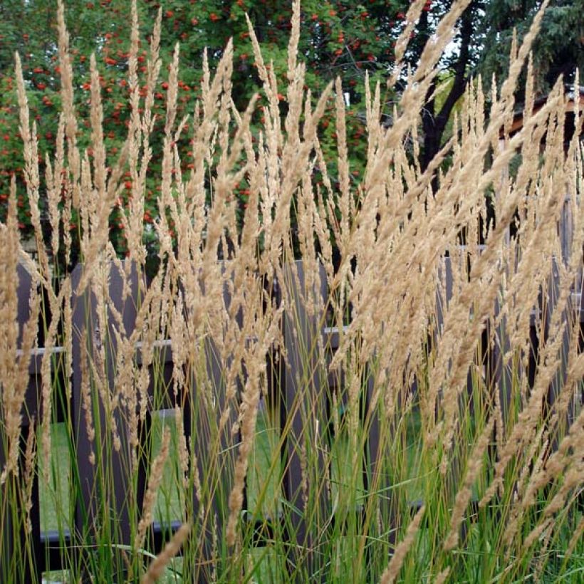 Calamagrostis acutiflora Karl Foerster - Struisriet (Groeiplaats)
