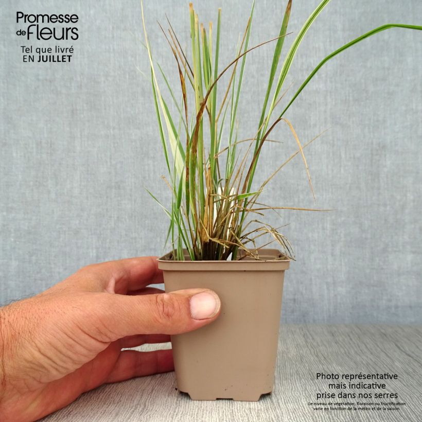Exemplaar van Calamagrostis acutiflora Overdam - Struisriet Kweekpotje van 8/9 cm zoals geleverd in de zomer