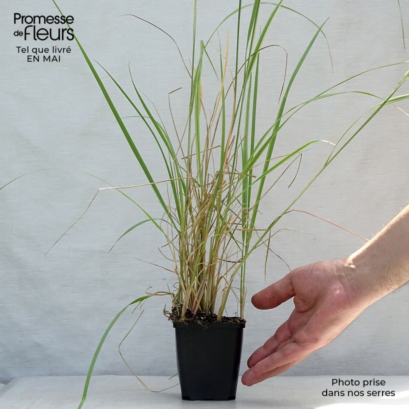 Example of Calamagrostis acutiflora Overdam - Struisriet Kweekpotje van 8/9 cm as you get in printemps