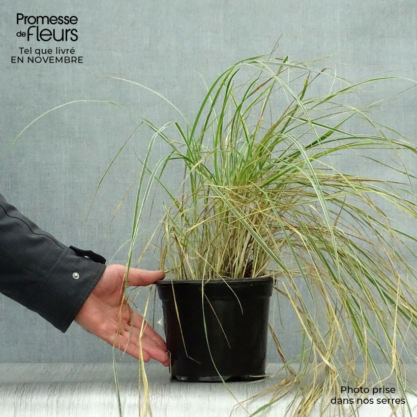 Exemplaar van Calamagrostis acutiflora Overdam - Struisriet Pot van 2 l/3 l zoals geleverd in de herfst
