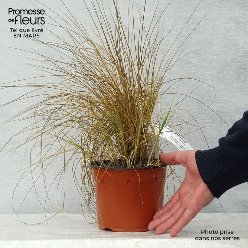 Example of Calamagrostis acutiflora Overdam - Struisriet Pot van 2 l/3 l as you get in printemps