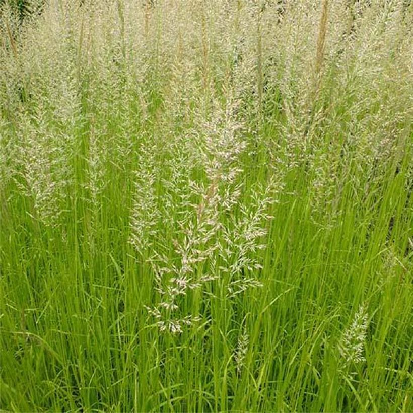 Calamagrostis acutiflora Waldenbuch - Struisriet (Bloei)