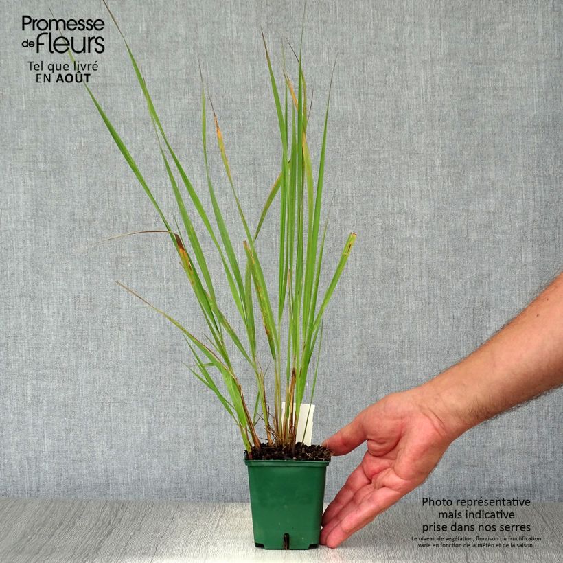Exemplaar van Calamagrostis brachytricha - Diamantgras Kweekpotje van 8/9 cm zoals geleverd in de zomer