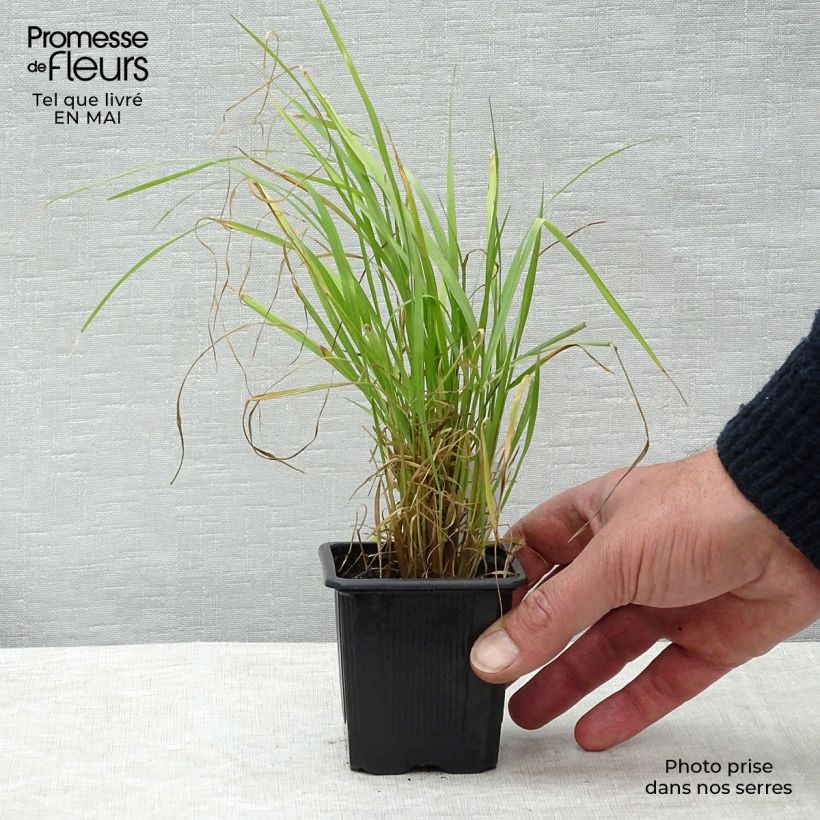 Exemplaar van Calamagrostis brachytricha - Diamantgras Kweekpotje van 8/9 cm zoals geleverd in de lente