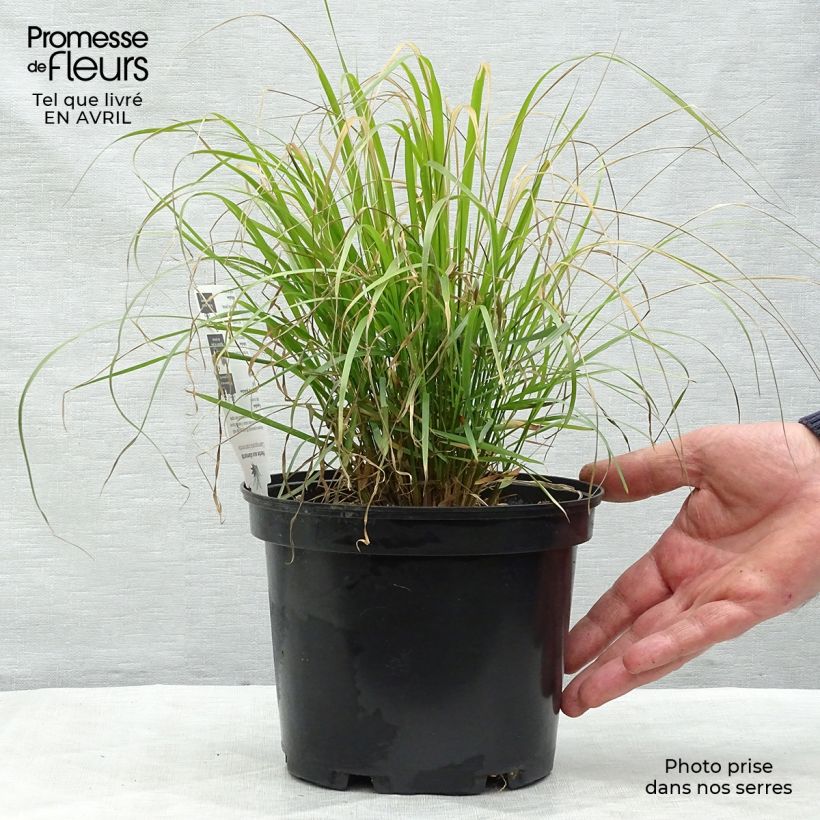 Exemplaar van Calamagrostis brachytricha - Diamantgras Pot van 3 l/4 l zoals geleverd in de lente