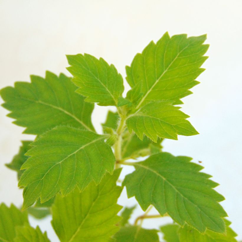 Calamintha grandiflora - Grote steentijm (Blad)
