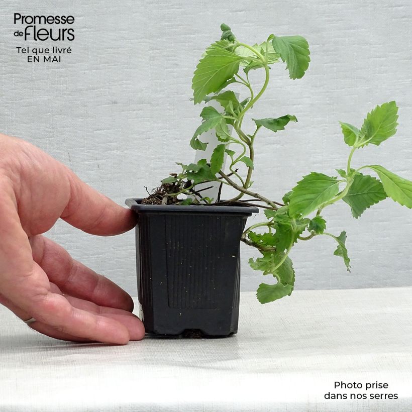 Exemplaar van Calamintha grandiflora - Grote steentijm Kweekpotje van 8/9 cm zoals geleverd in de lente