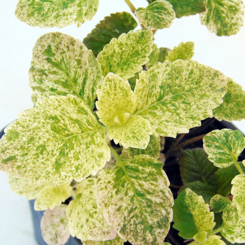 Calamintha grandiflora Variegata - Grote steentijm (Blad)
