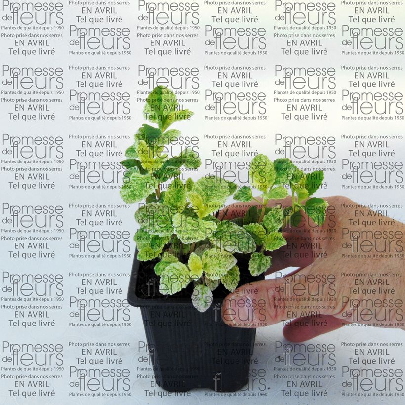 Voorbeeld van een exemplaar van Calamintha grandiflora Variegata - Grote steentijm Kweekpotje van 8/9 cm zoals geleverd