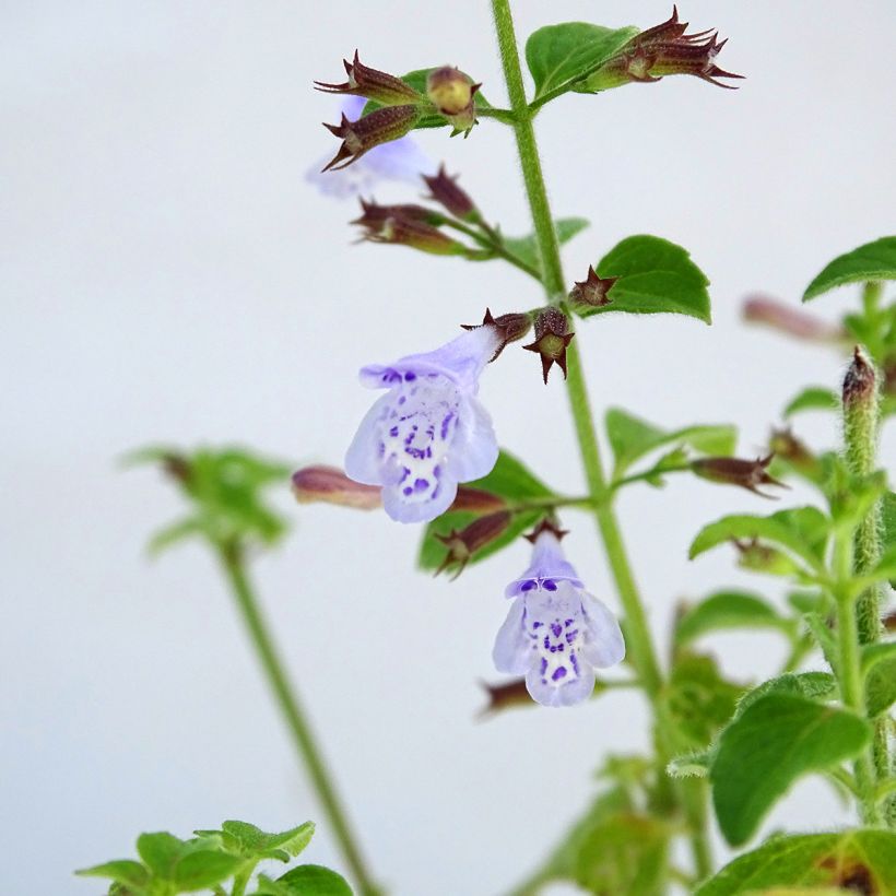 Calamintha nepeta - Bergsteentijm (Bloei)