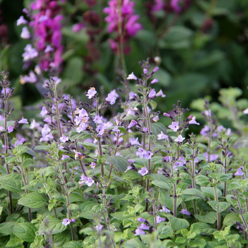 Calamintha nepeta Marvelette Blue - Bergsteentijm (Bloei)