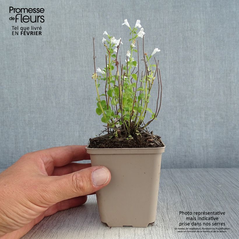 Exemplaar van Calamintha nepeta Weisser Riese - Bergsteentijm Kweekpotje van 8/9 cm zoals geleverd in de herfst