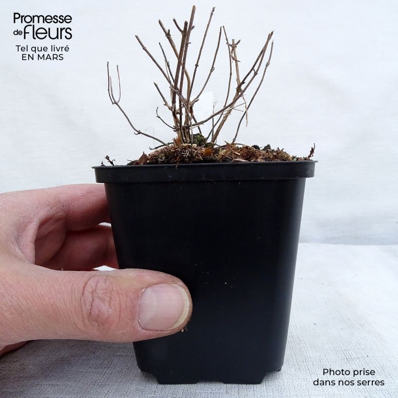 Exemplaar van Bergsteentijm White Cloud Kweekpotje van 8/9 cm zoals geleverd in de lente