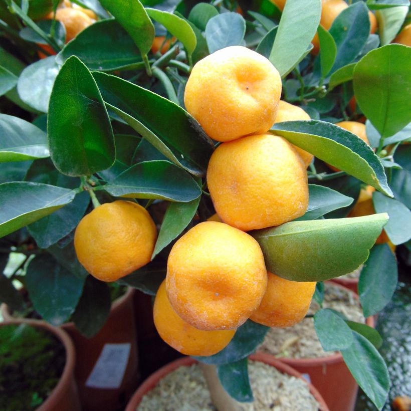 Citrus Calamondin (Oogst)