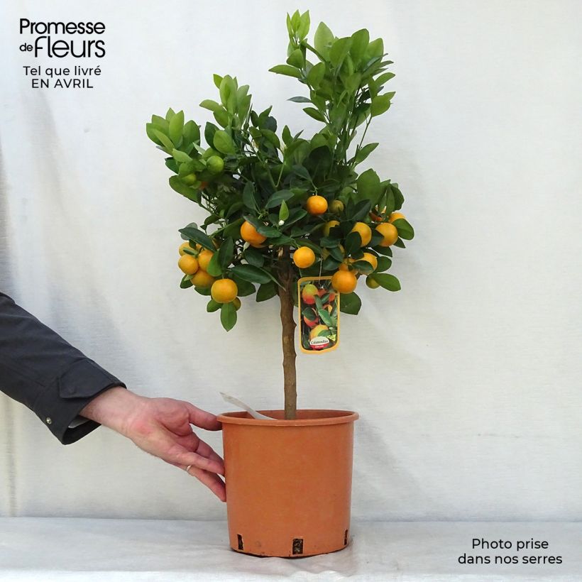 Exemplaar van Citrus Calamondin Pot van 4 l/5 l, Kwartstam zoals geleverd in de lente