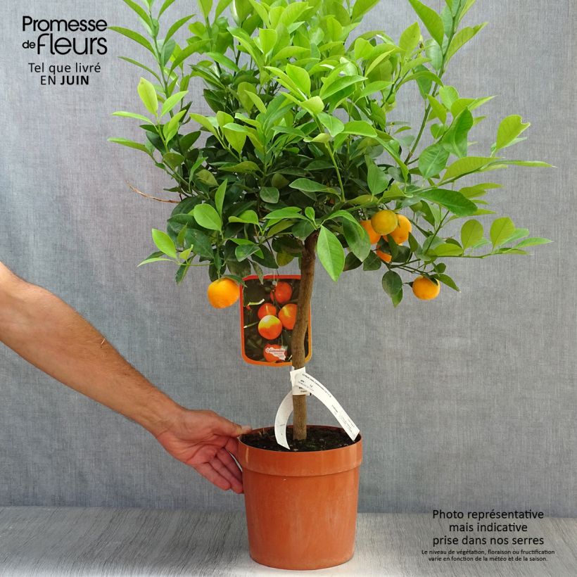 Exemplaar van Citrus Calamondin Pot van 4 l/5 l, Kwartstam zoals geleverd in de zomer