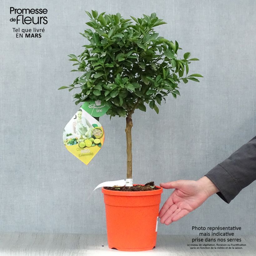 Exemplaar van Citrus Calamondin Pot van 6 l/7 l, Stengel zoals geleverd in de lente