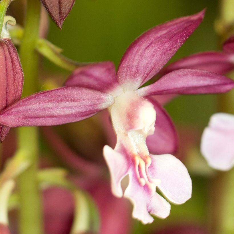 Calanthe discolor x izu-insularis Kozu x Tonk - Tuinorchidee (Bloei)