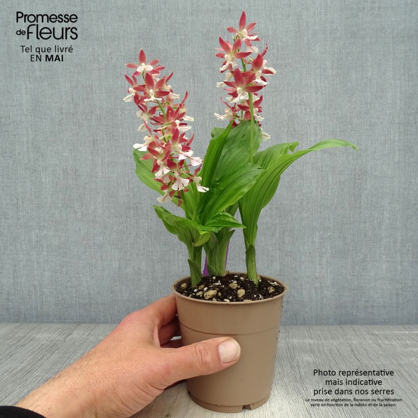 Exemplaar van Calanthe  Red Sunset - Tuinorchidee Pot van 1 l/1,5 l zoals geleverd in de lente