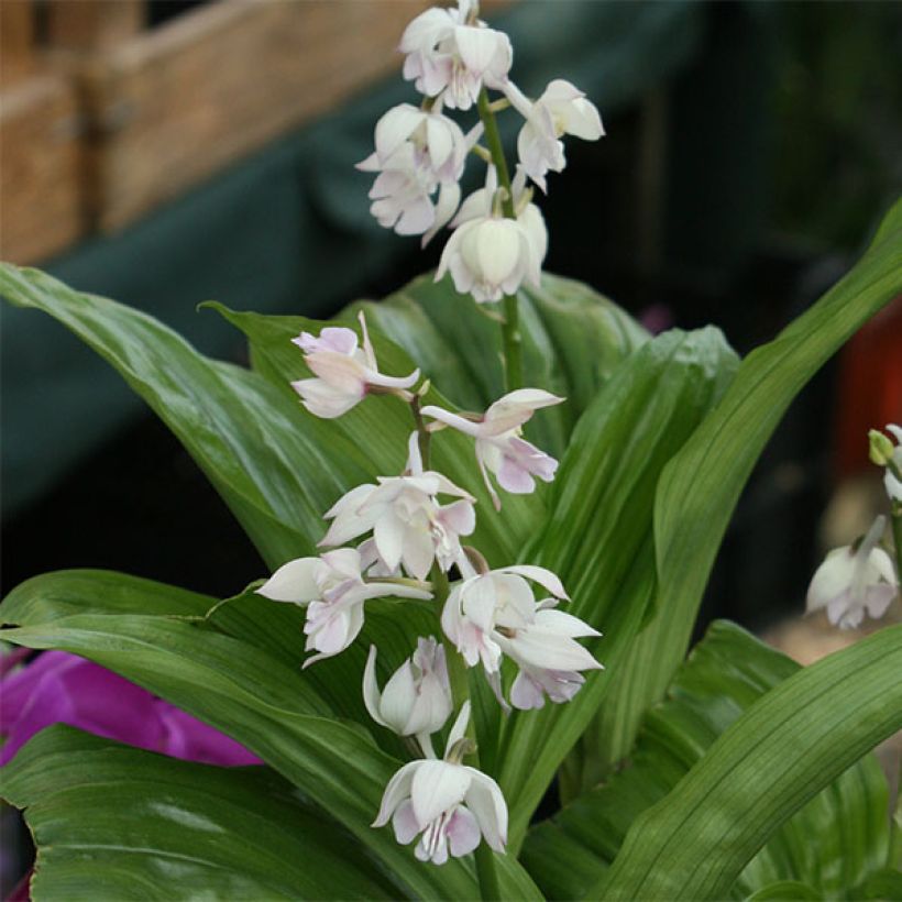 Calanthe aristulifera - Tuinorchidee (Bloei)