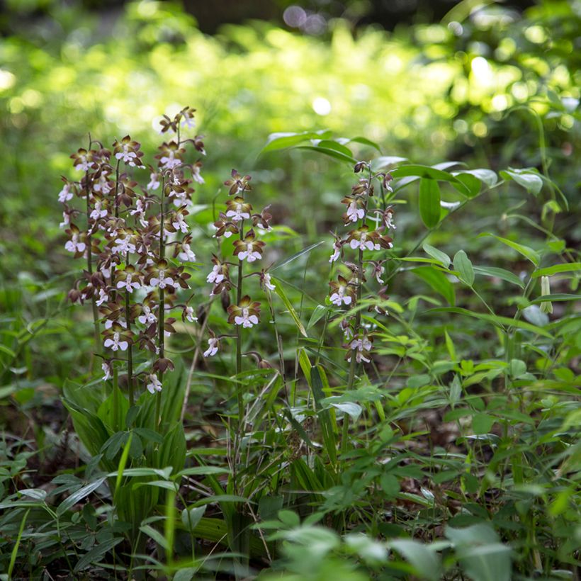 Calanthe discolor - Tuinorchidee (Groeiplaats)