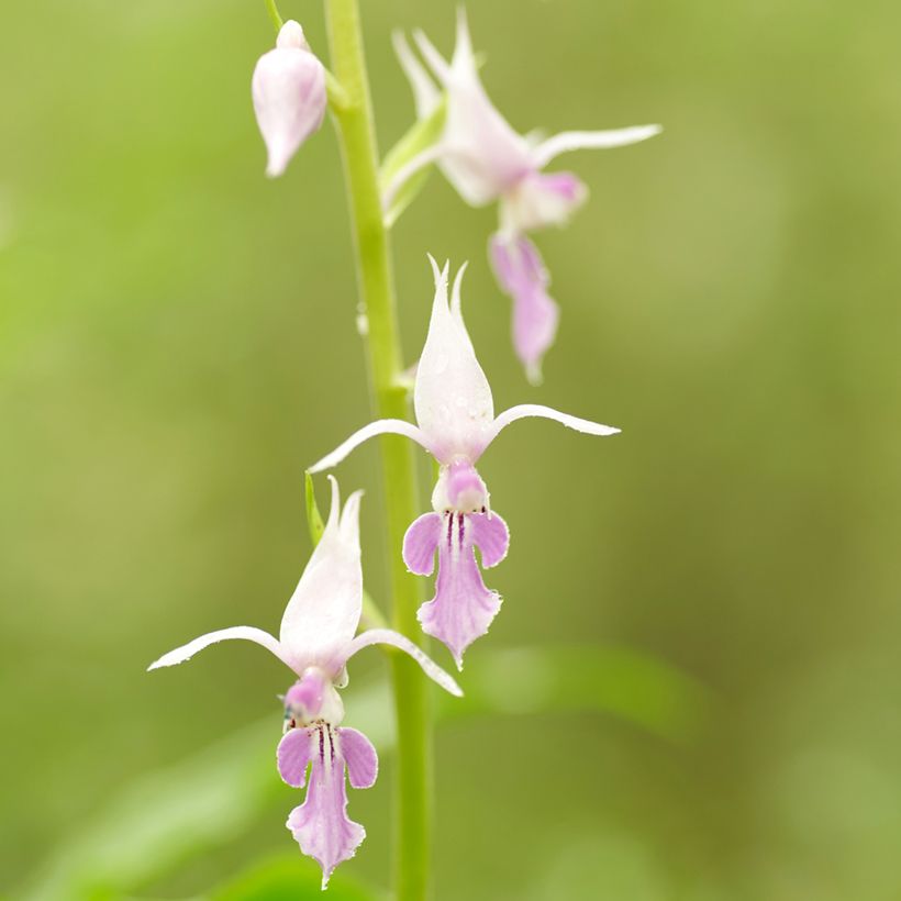 Calanthe reflexa - Tuinorchidee (Bloei)