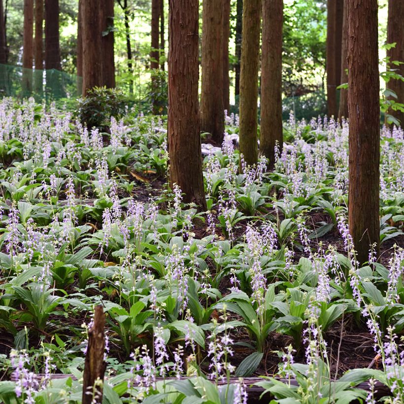 Calanthe reflexa - Tuinorchidee (Groeiplaats)