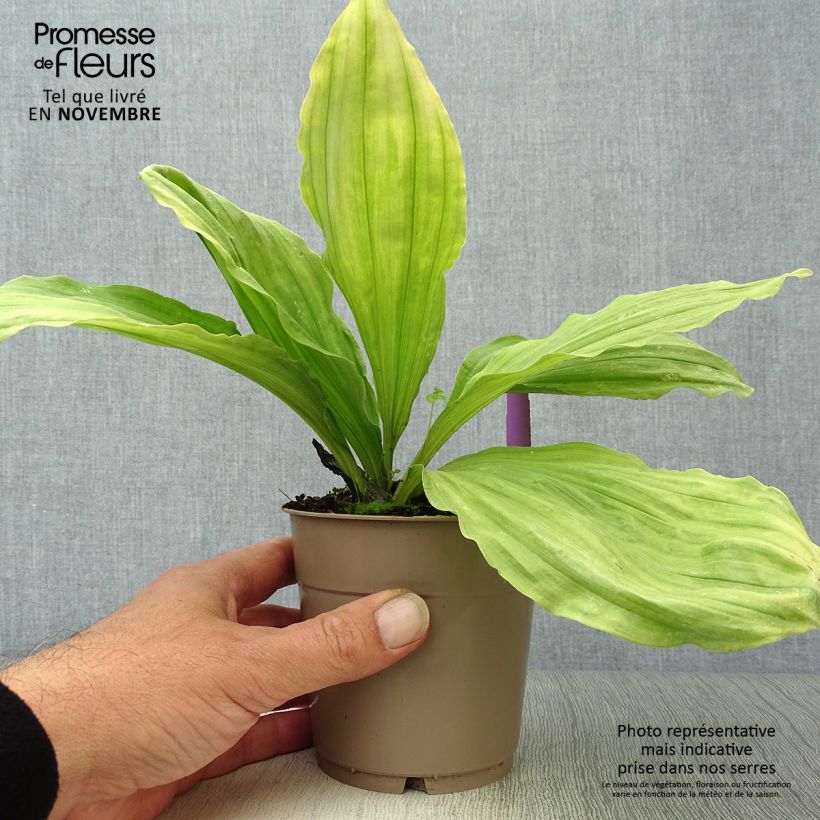 Exemplaar van Calanthe sieboldii - Tuinorchidee Pot van 1 l/1,5 l zoals geleverd in de herfst