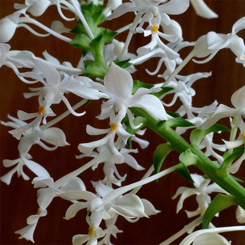 Calanthe triplicata - Tuinorchidee (Bloei)