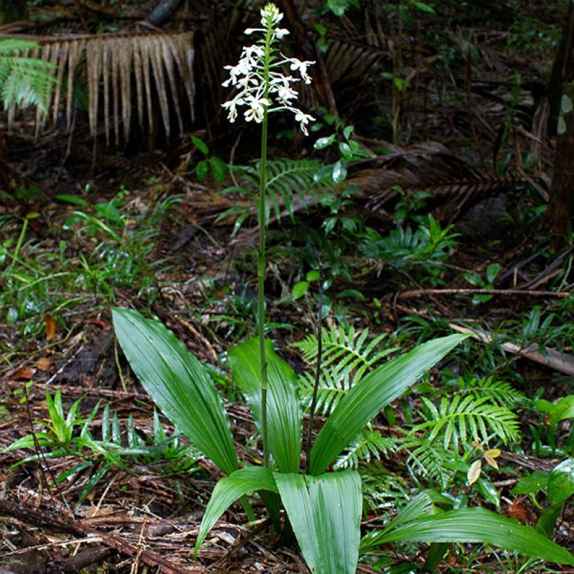 Calanthe triplicata - Tuinorchidee (Groeiplaats)