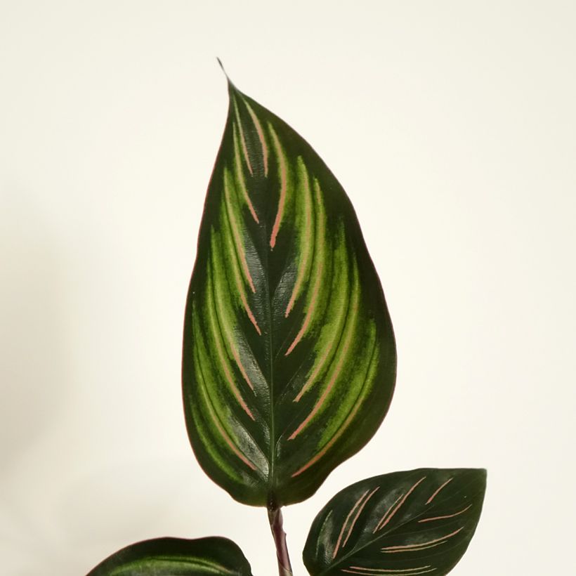 Calathea Beauty Star - Pauwenplant (Blad)