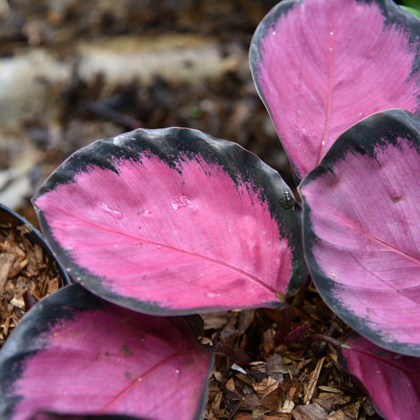 Calathea Crimson - Pauwenplant (Blad)