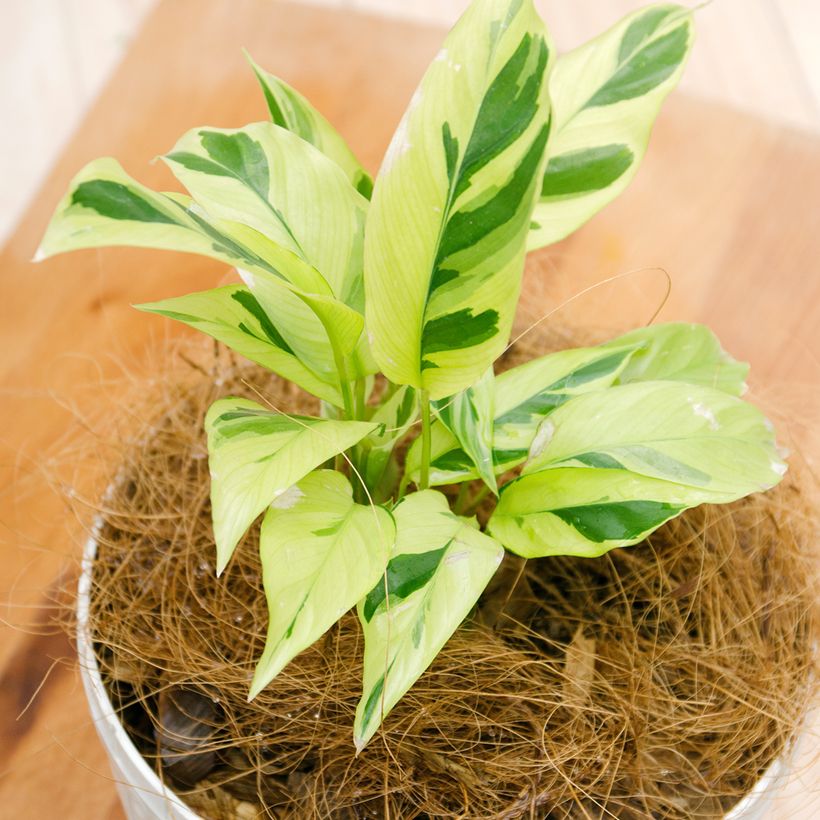 Calathea Yellow Fusion - Pauwenplant (Blad)