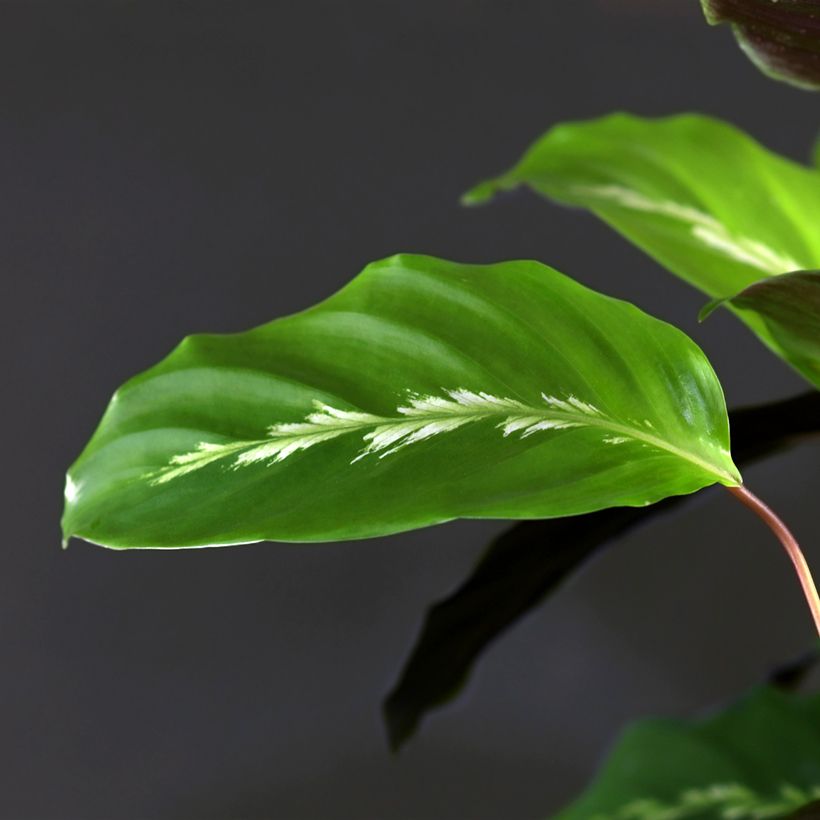 Calathea Maui Queen - Pauwenplant (Blad)