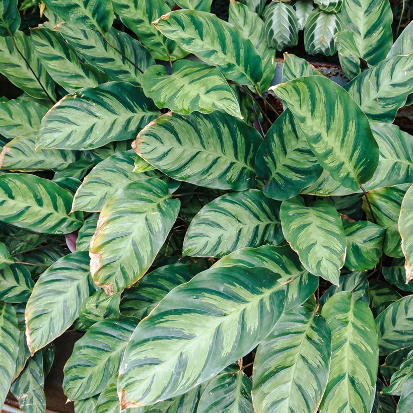 Calathea Misto - Pauwenplant (Oogst)