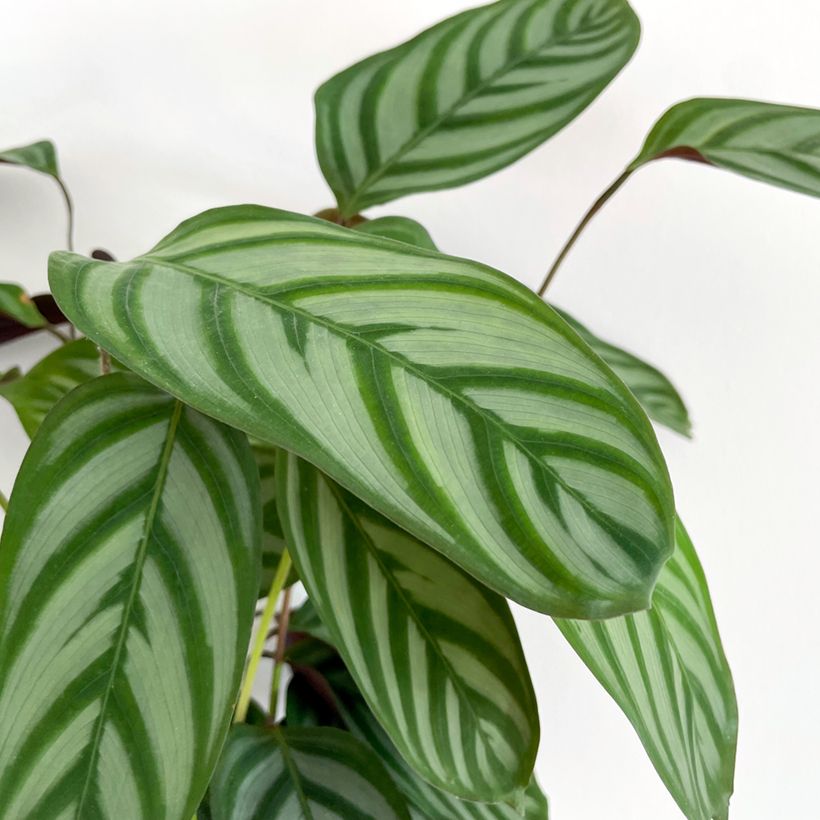 Ctenanthe oppenheimiana - Gebedsplant (Blad)