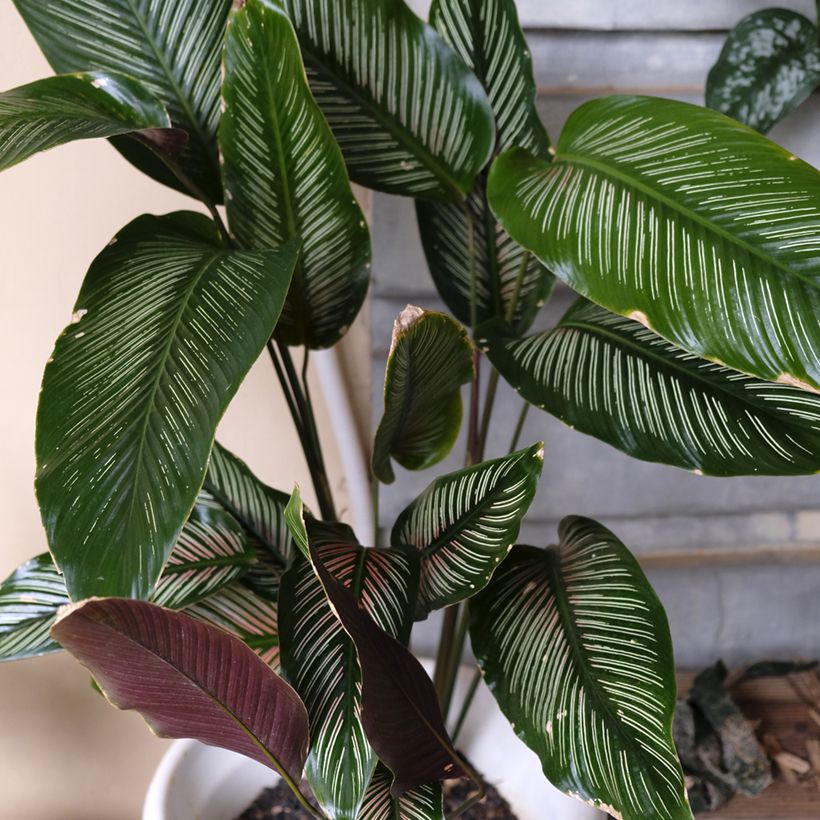 Calathea ornata - Pauwenplant (Groeiplaats)