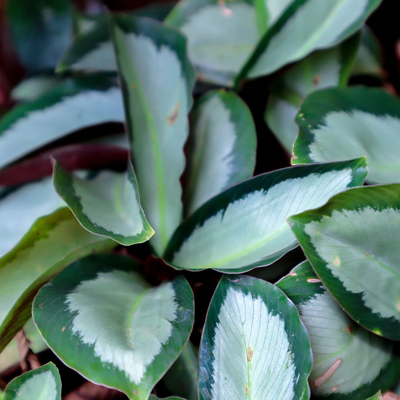 Calathea Royal Standard - Pauwenplant (Blad)