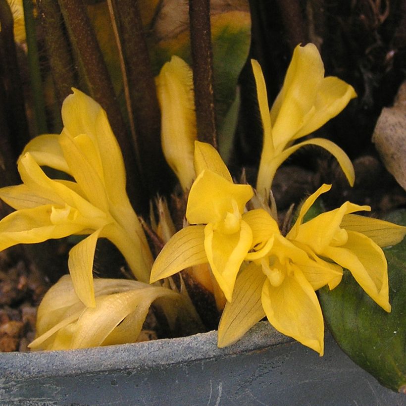 Calathea rufibarba - Fluwelen Calathea (Bloei)
