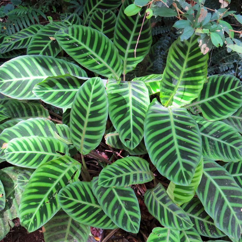 Calathea zebrina - Zebraplant (Blad)