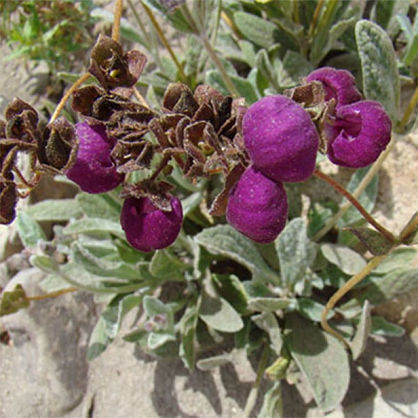 Calceolaria arachnoidea - Pantoffelplant (Flowering)