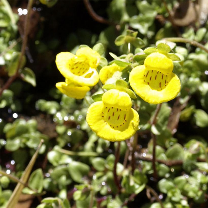 Calceolaria tenella - Pantoffelplant (Bloei)