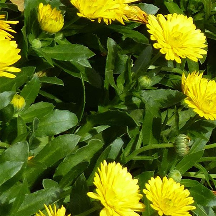 Calendula Powerdaisy Sunny - Goudsbloem (Blad)