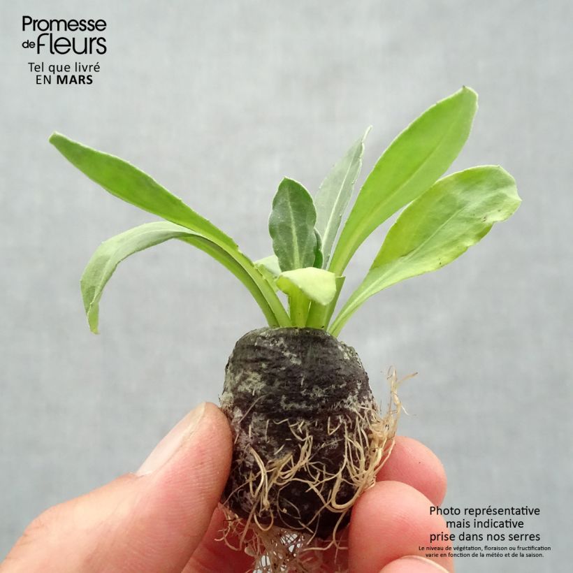 Exemplaar van Calendula Powerdaisy Sunny - Goudsbloem Mini-mot Ø 3/4 cm zoals geleverd in de lente