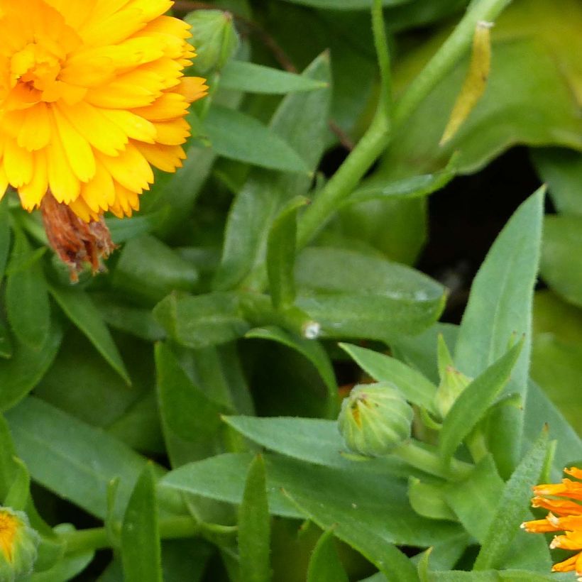 Calendula Powerdaisy Tango - Goudsbloem (Blad)
